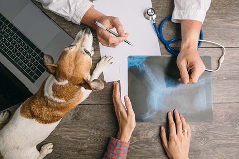 Doctor examining the x-ray image in vet clinic