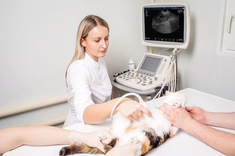 vet doing ultrasonography