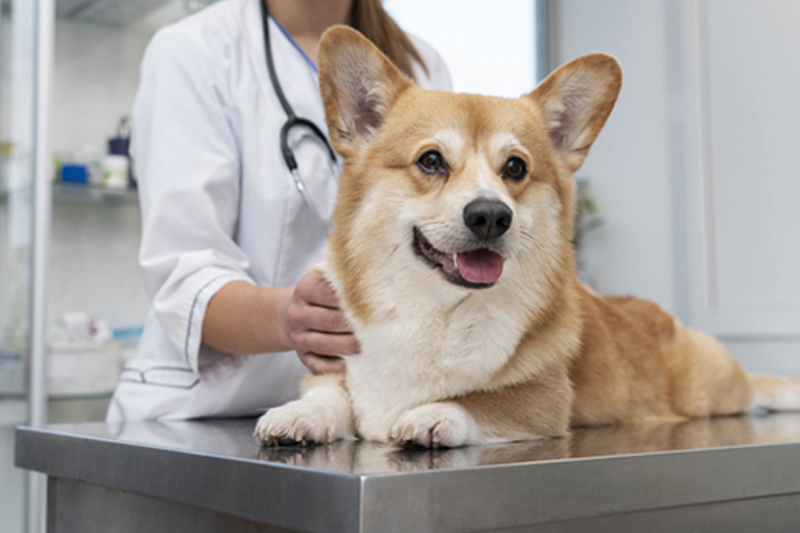 Pet wellness checkups in vet clinic