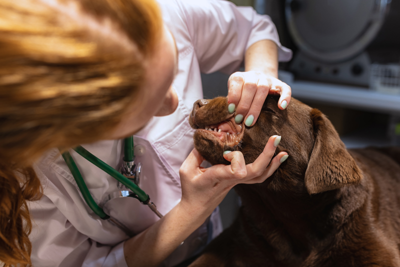 Close up of a female veterinarian examining dog's teeth