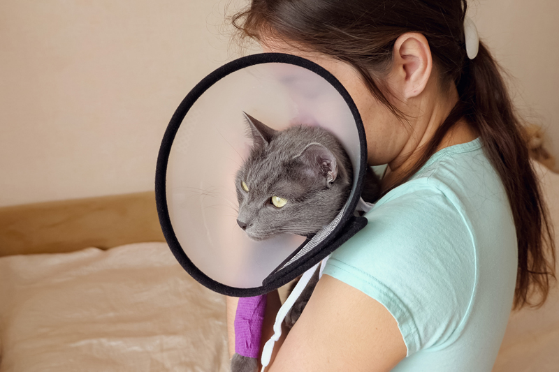 A women holding a cat having surgery cone