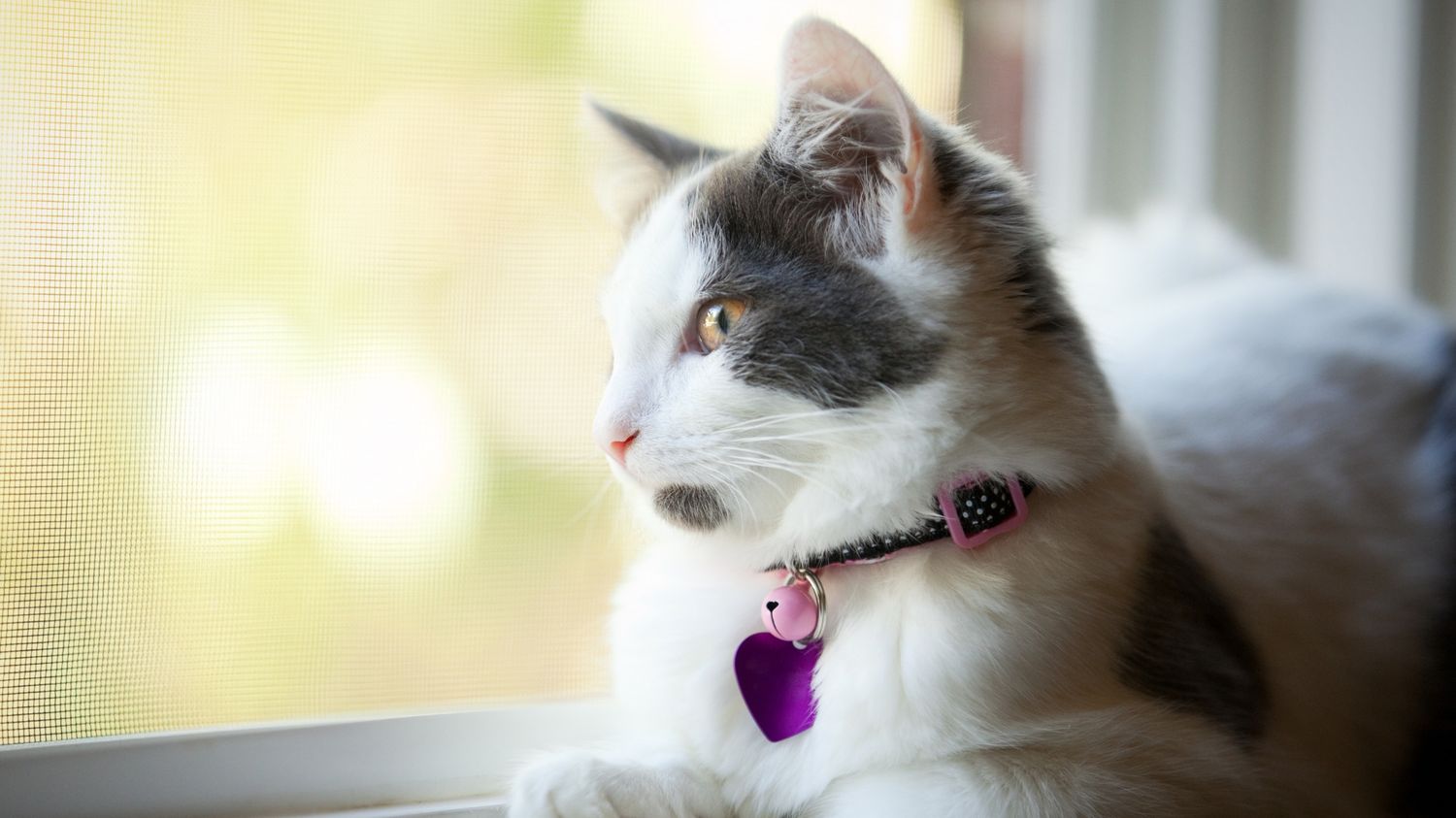 a cat sitting on window