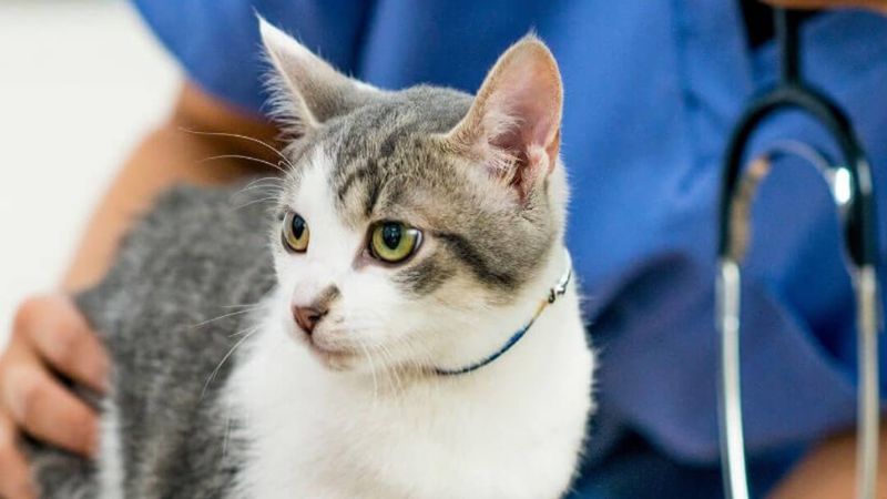 vet in blue shirt holding a cat