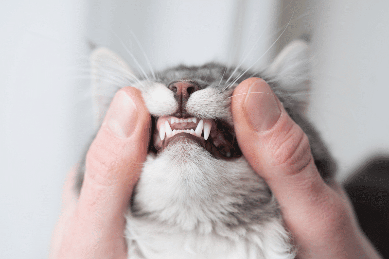 a veterinarian examines a cat on a desk