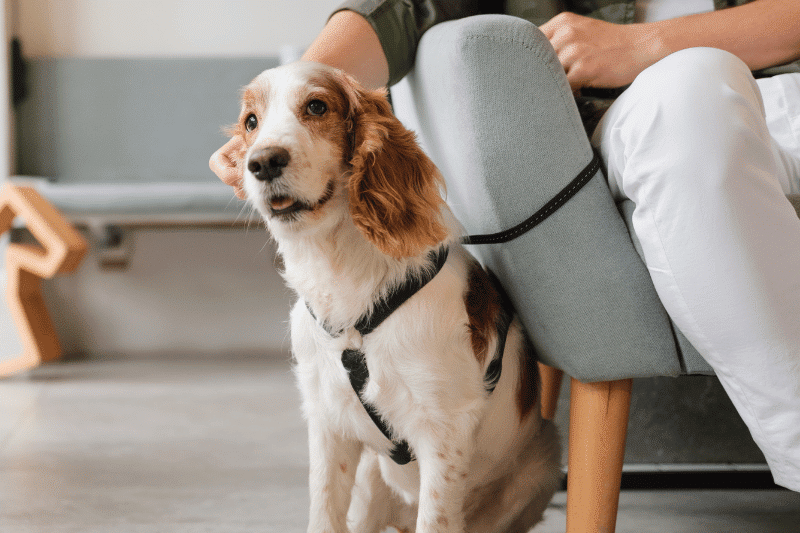 dog sitting next to the owner who is sitting in a chair
