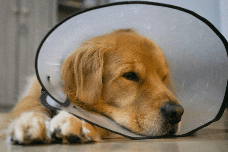 A women holding a cat having surgery cone